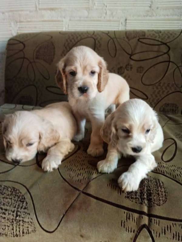 BEAUTIFUL PUPPIES COCKER SPANIEL