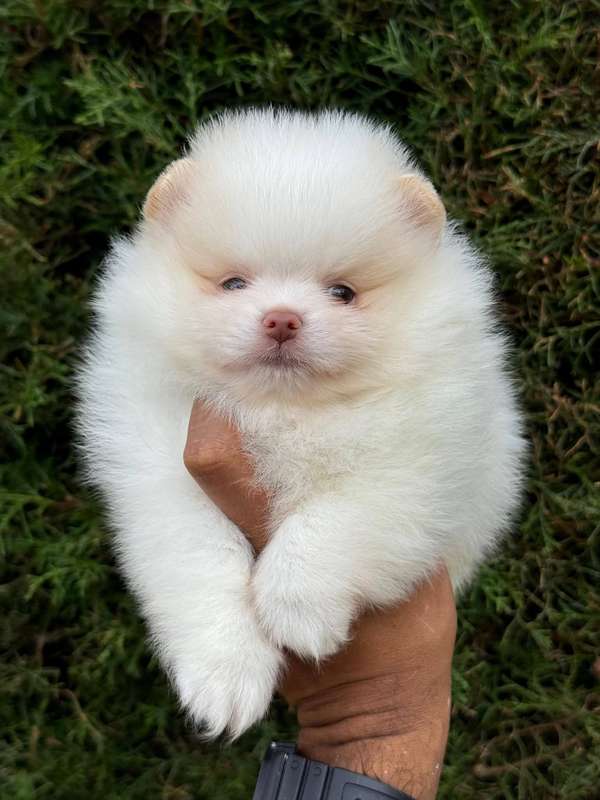 BEAUTIFUL HORNY POMERANIA MINI BEAR FACE