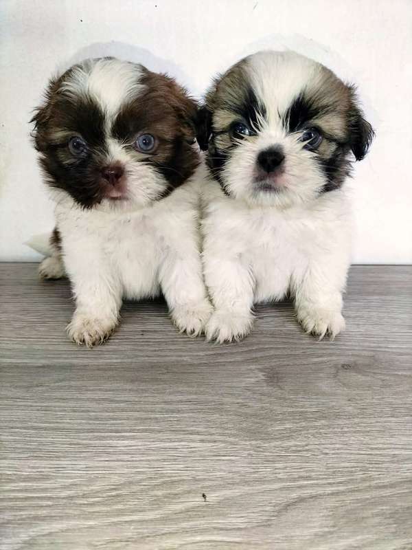 HYMOSAS CACHORRITAS Shih tzu MINIS
