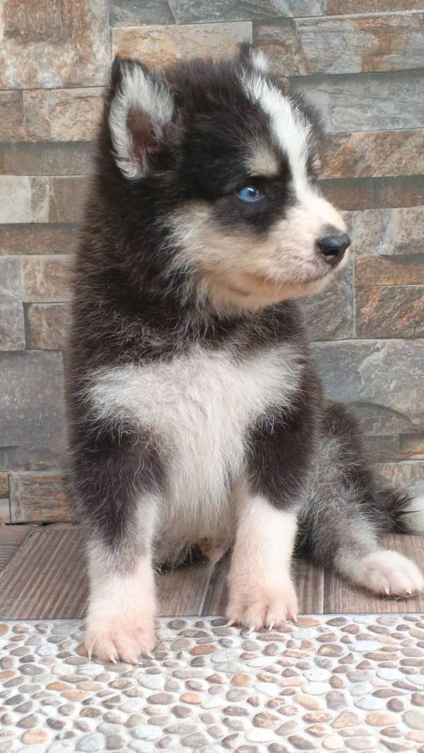 HERMOSO CACHORRITO LOBO SIBERIANO DE OJOS AZULES