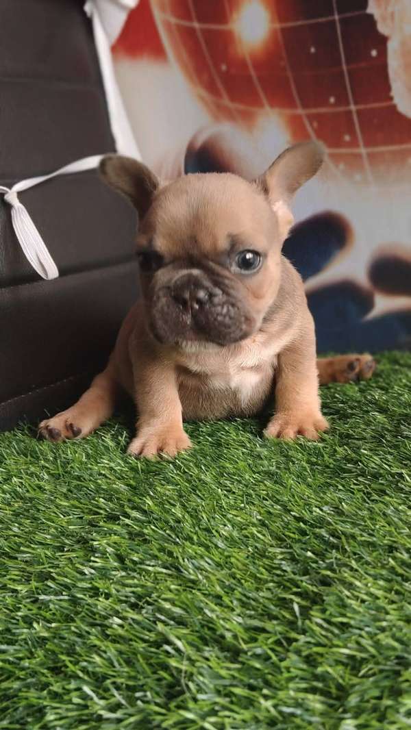 HERMOSO CACHORRITO BULLDOG FRANCES