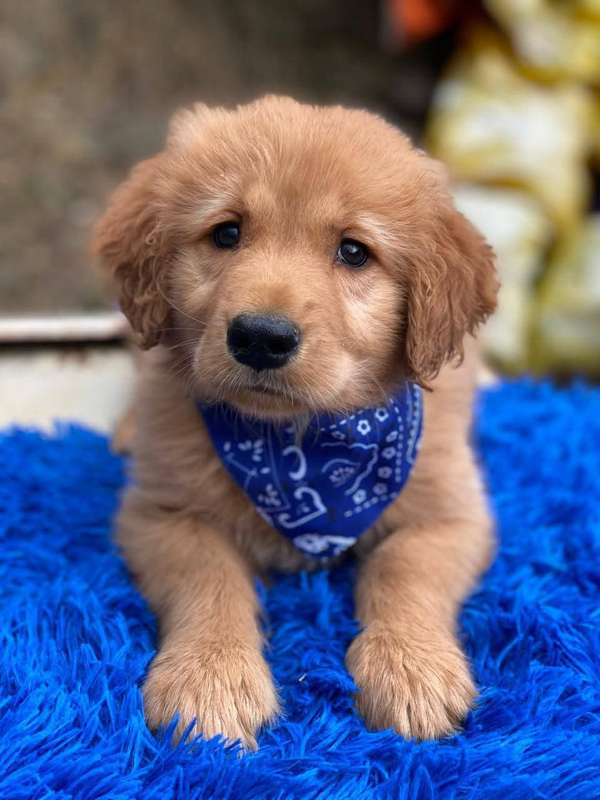 HERMOSO CACHORRITO GOLDEN RETRIVER 