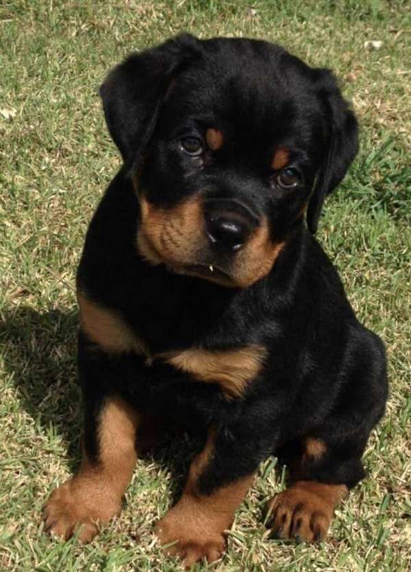 HERMOSA CACHORRITA ROTTWEILER 
