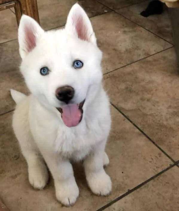 HERMOSO CACHORRITO LOBO SIBERIANO OJOS AZULES 