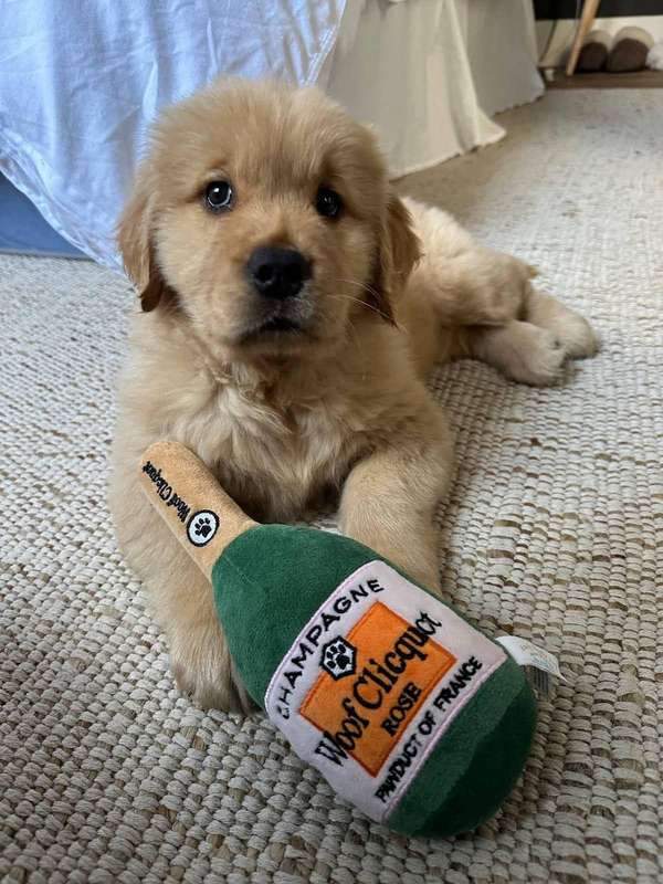 BEAUTIFUL PUPPY GOLDEN RETRIVER