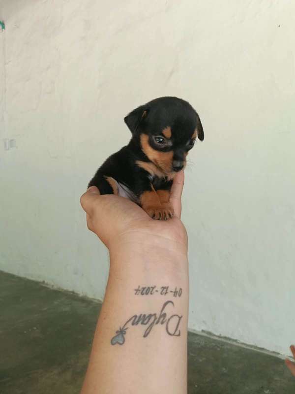 HERMOSA CACHORRITA PINCHER TRADICIONAL MINI 