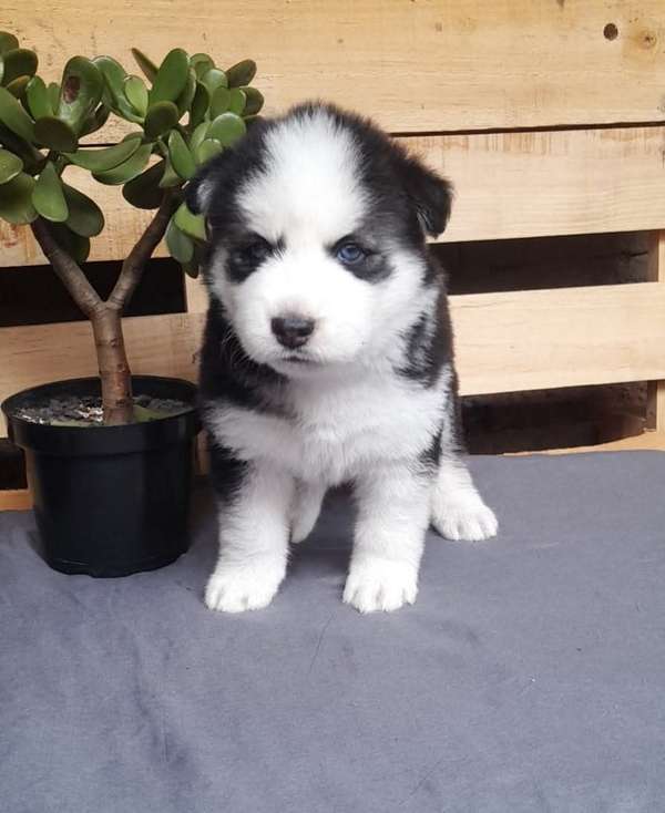 BEAUTIFUL SIBERIAN WOLF PUPPY BLUE EYES