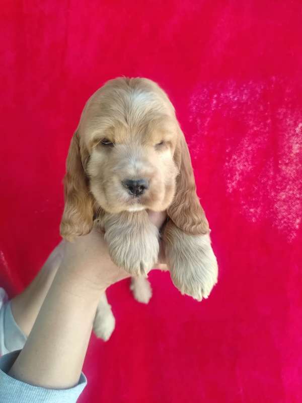 BEAUTIFUL CUCKOO COCKER SPANIEL