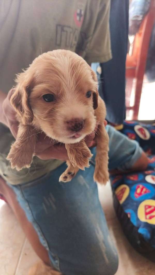 BEAUTIFUL COCKER SPANIEL PUPPIES 45 DAYS