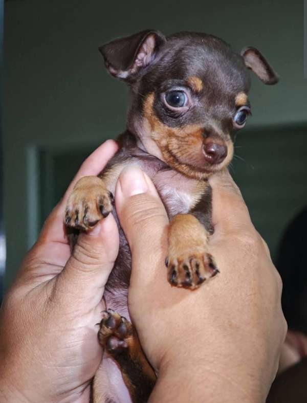 HERMOSA CACHORRITA PINCHER CHOCOLATE OJOS AZULES 