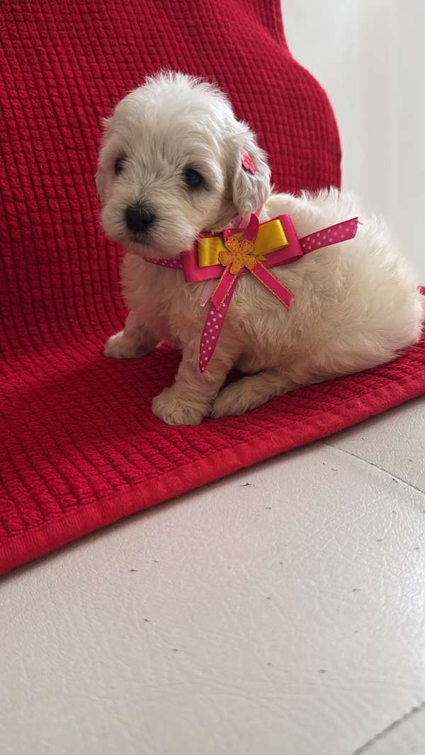 HERMOSA CACHORRITA FRENCH POODLE MINI TOY