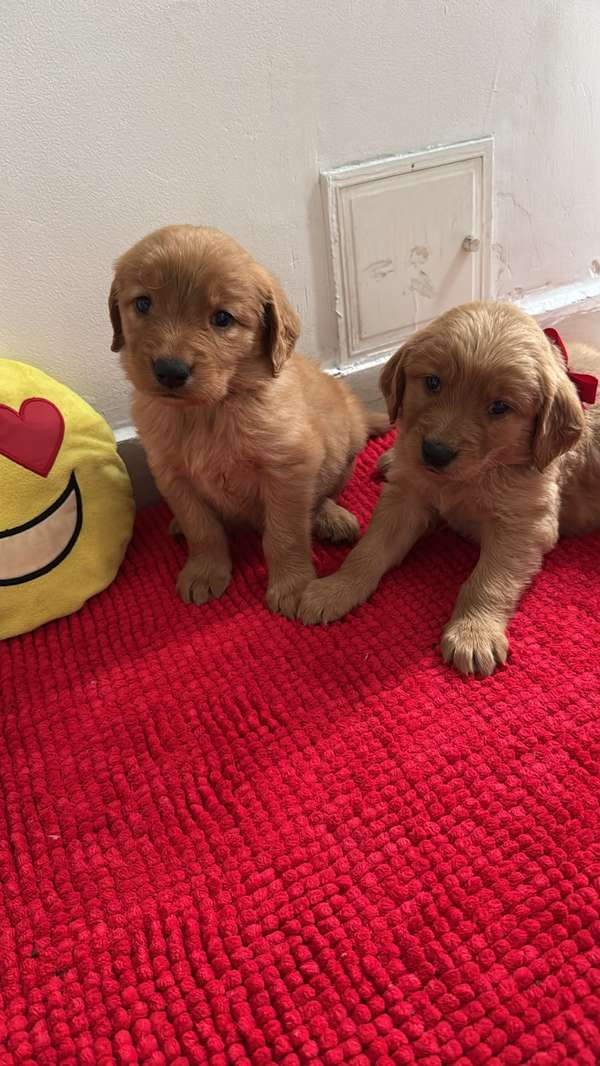 HERMOSAS CACHORRITAS GOLDEN RETRIVER 