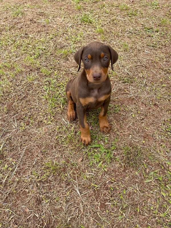 HERMOSO CACHORRITO DOBERMAN CHOCOLATE