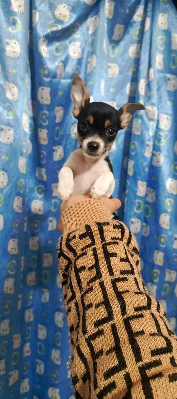 HERMOSA CACHORRITA PINCHER Vaquita MINI