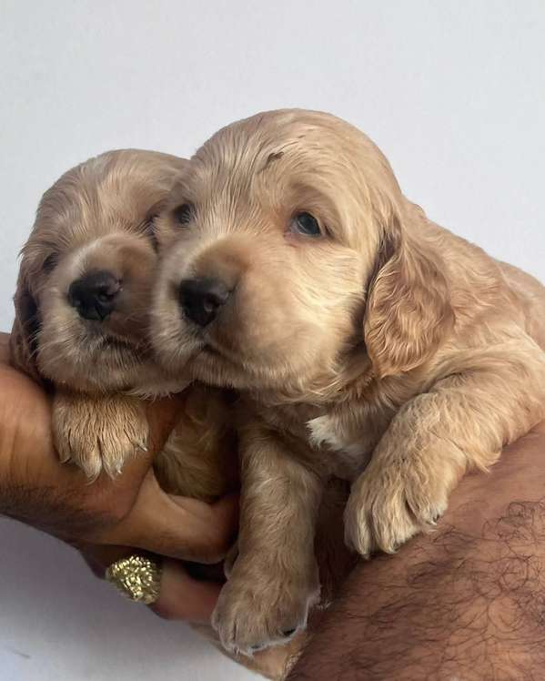 HERMOSAS CACHORRITAS COCKER SPANIEL 