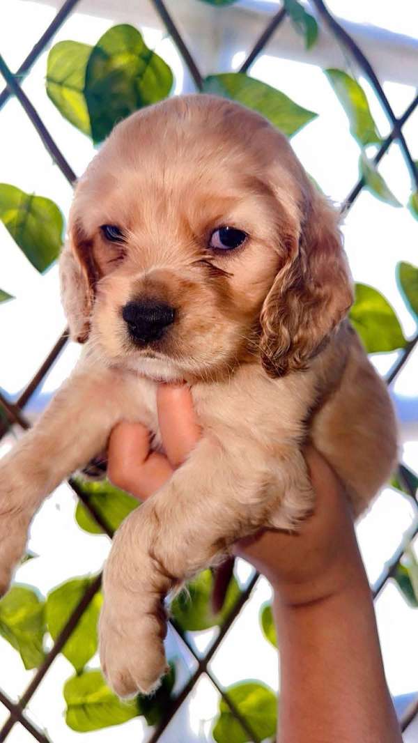 HERMOSAS CACHORRITAS COCKER SPANIEL 