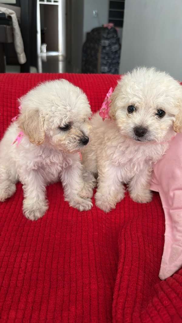 HERMOSAS CACHORRITAS FRENCH POODLE MINI TOY 