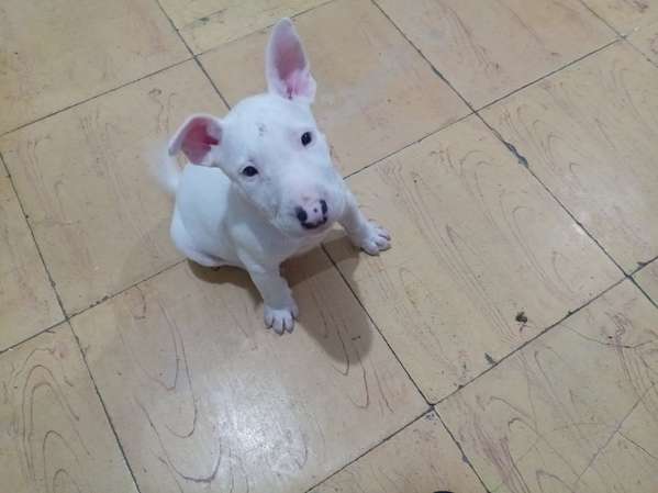 HERMOSO CACHORRITO BULL TERRIER 