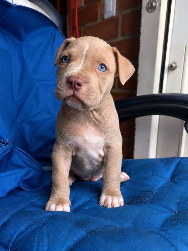 HERMOSO CACHORRITO PITBULL LILAC OJOS AZULES