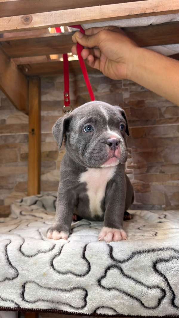 HERMOSO CACHORRITO AMERICAN BILLY GRIS