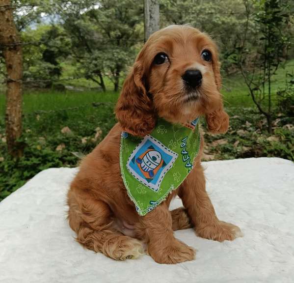Hermosa cachorrita cocker spaniel 