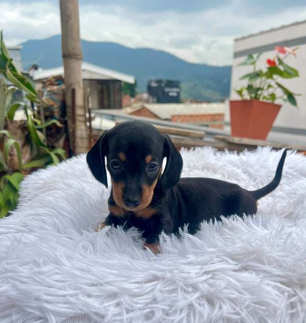 Cachorrito tracker mini 
