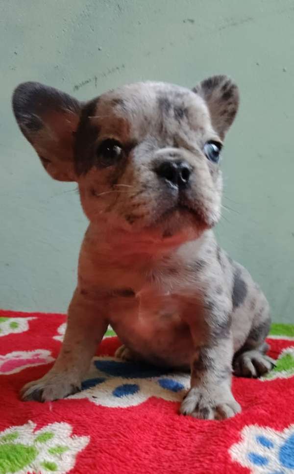 Cachorro Bulldog francés