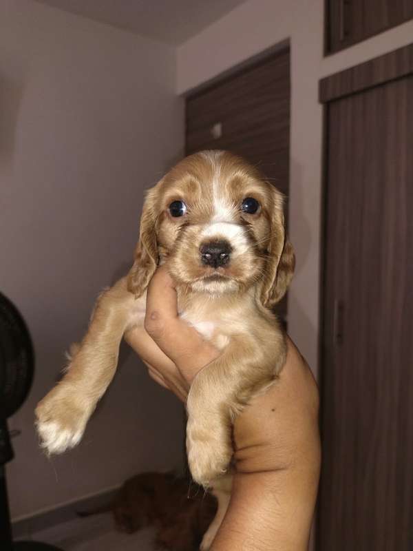 Cachorrito cocker spaniel en Cali 