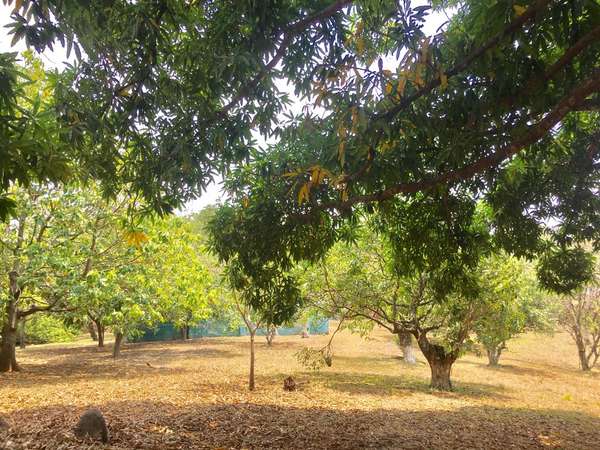 COMMERCIAL LAND FOR SALE LA GARITA ALAJUELA CODE JV24