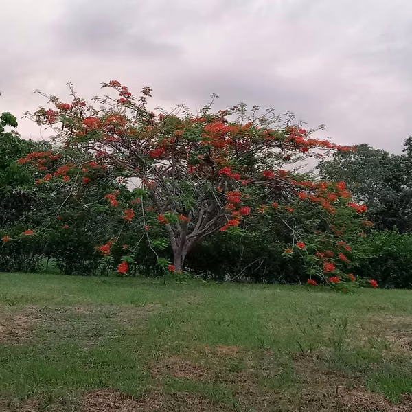 Lote Labrador San Mateo, Alajuela