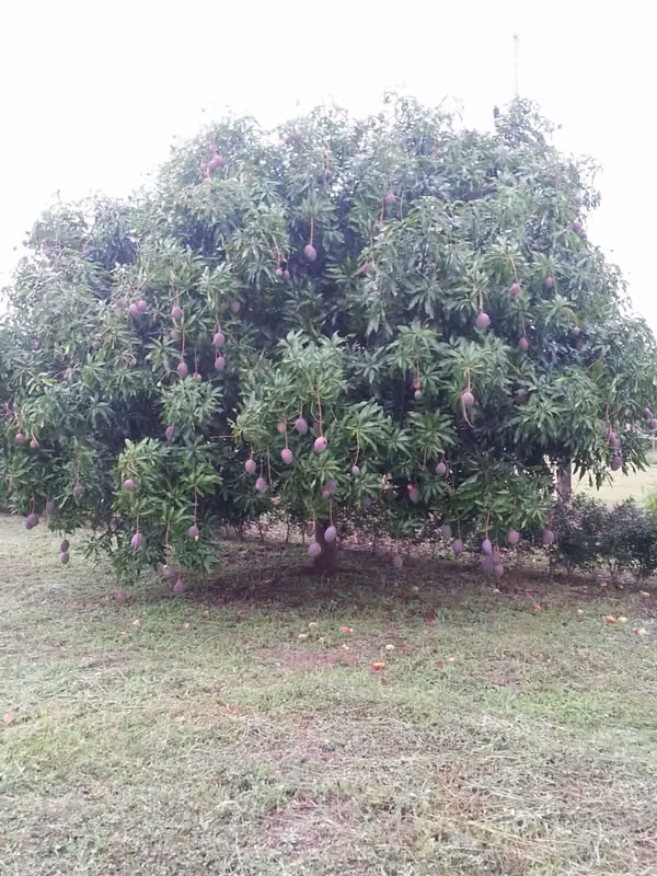 Lote Labrador San Mateo, Alajuela