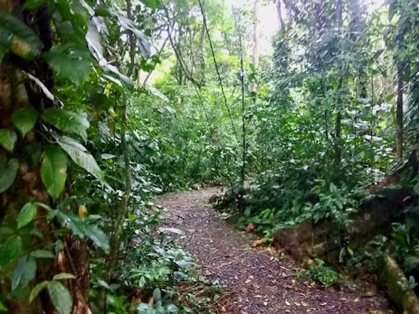 For sale farm   Alajuela San Ramon 2 houses,creeks , thermal