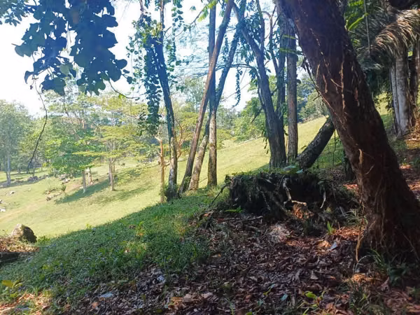 Finca Limon