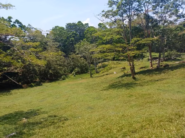 Finca Limon