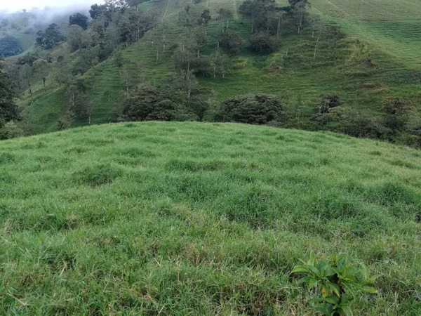 FINCA 7 HTS,  A 4 KMS DE ZARCERO CENTRO , 130 MILLS COL.