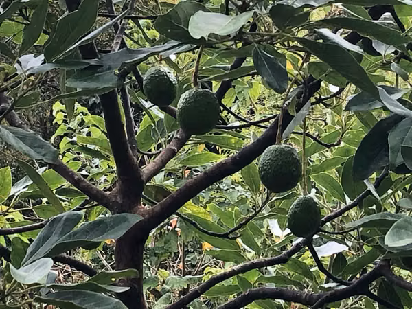 Venta de finca en la Zona de los Santos
