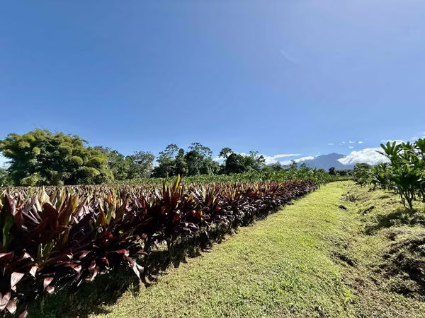 FINCA EN GUÁPILES . USO DE SUELO MIXTO