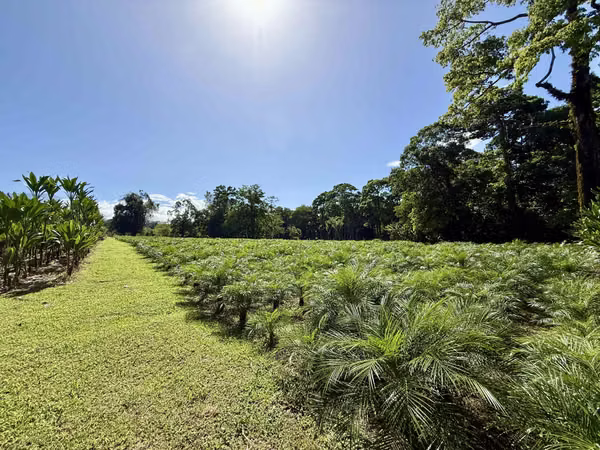 FINCA EN GUÁPILES . USO DE SUELO MIXTO