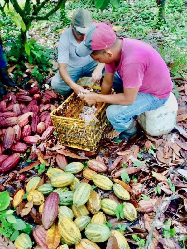 Terreno Productor de Cacao en Pocosol, San Carlos