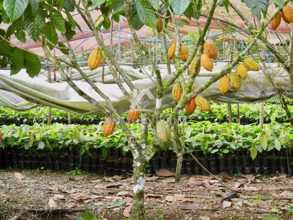 Terreno Productor de Cacao en Pocosol, San Carlos