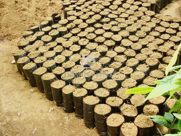 Terreno Productor de Cacao en Pocosol, San Carlos