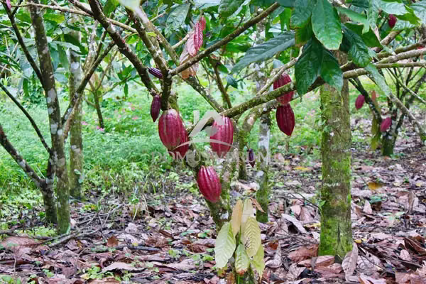 Terreno Productor de Cacao en Pocosol, San Carlos
