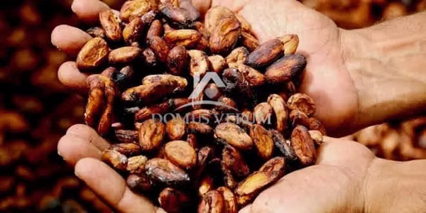 Terreno Productor de Cacao en Pocosol, San Carlos