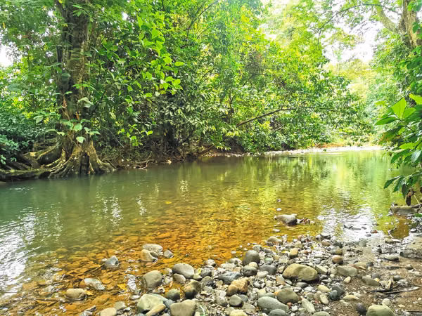 Venta de Finca en Guácimo de Limón 10.900 m2 REBAJADA