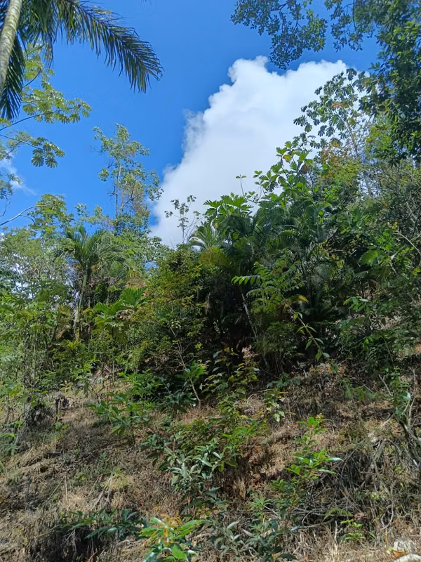 GRAN REBAJO!!!!!Se vende finca San Miguel, La Tigra, San Carlos
