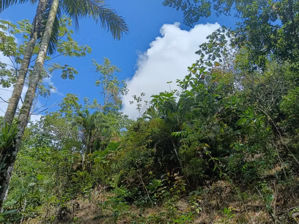 GRAN REBAJO!!!!!Se vende finca San Miguel, La Tigra, San Carlos
