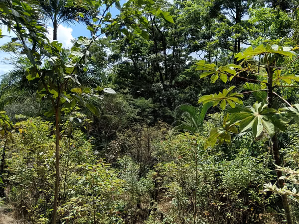 GRAN REBAJO!!!!!Se vende finca San Miguel, La Tigra, San Carlos