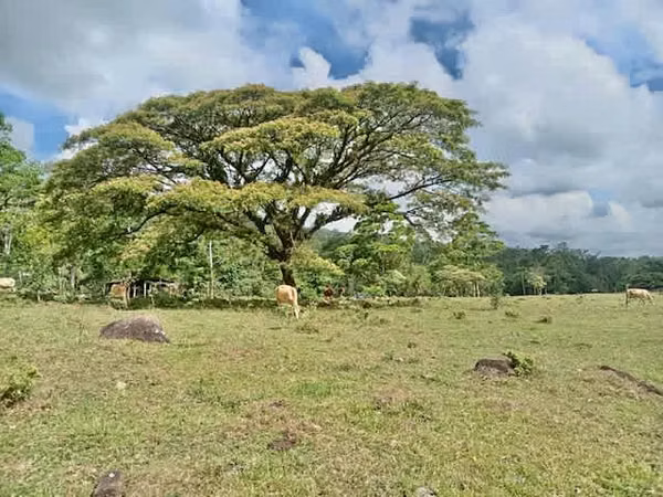 Venta finca Upala   106 hectáreas ganadera turismo REBAJADA