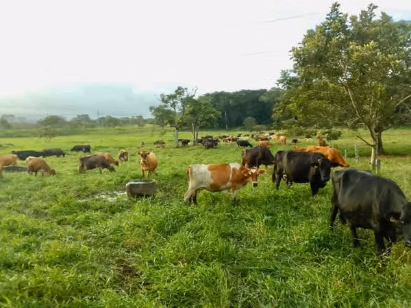 VENTA FINCA GANADERA GUANACASTE GUAYABO CON AGUAS TERMALES