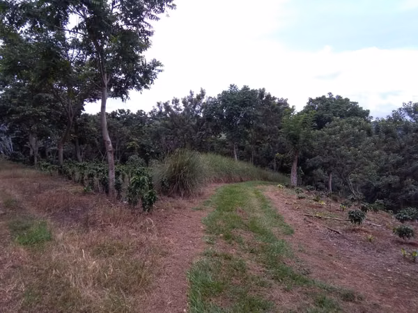 Finca cafetalera en venta Naranjo Alajuela